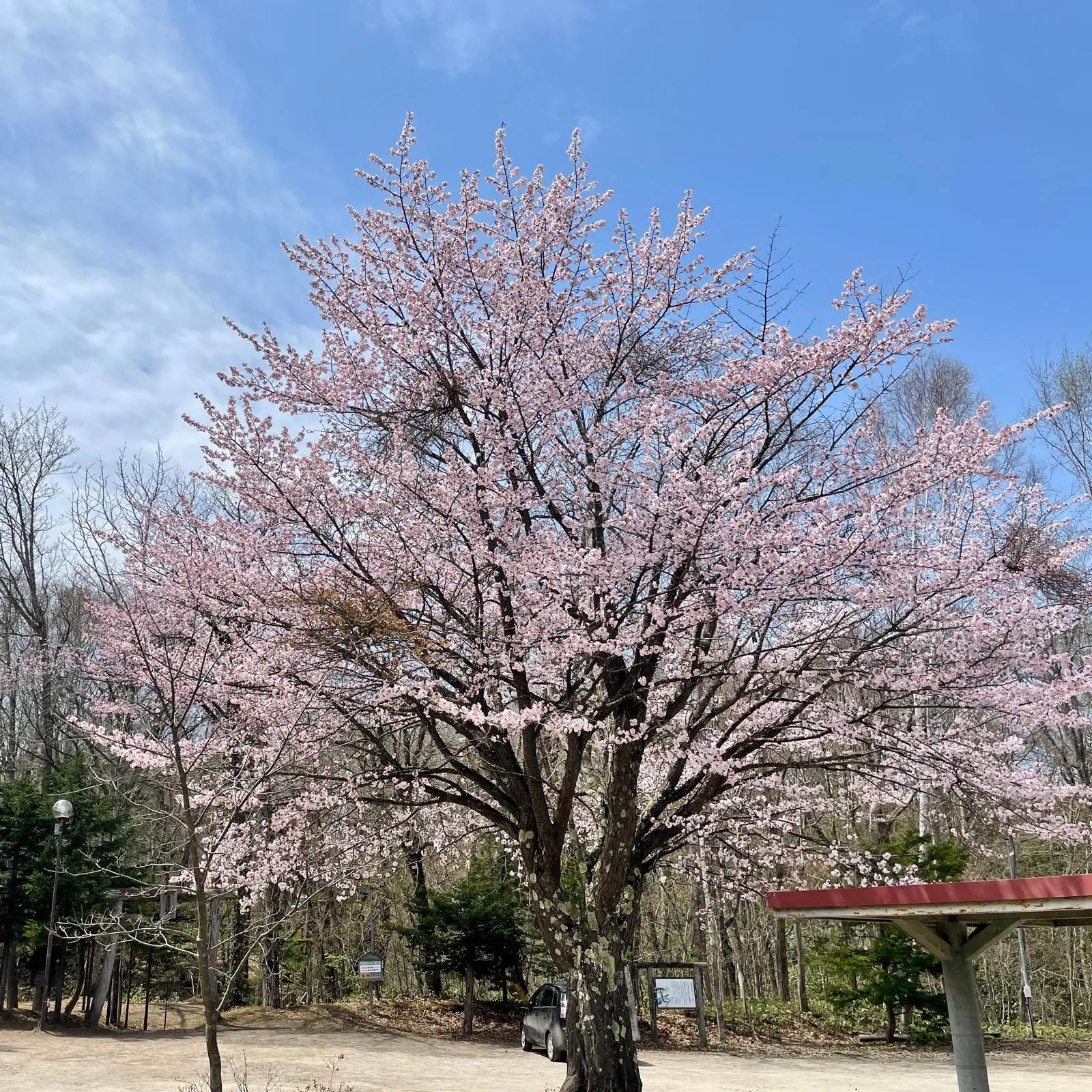 北海道パワスポ来運神社の湧き水で浄めた高純度水晶ブレス（一粒